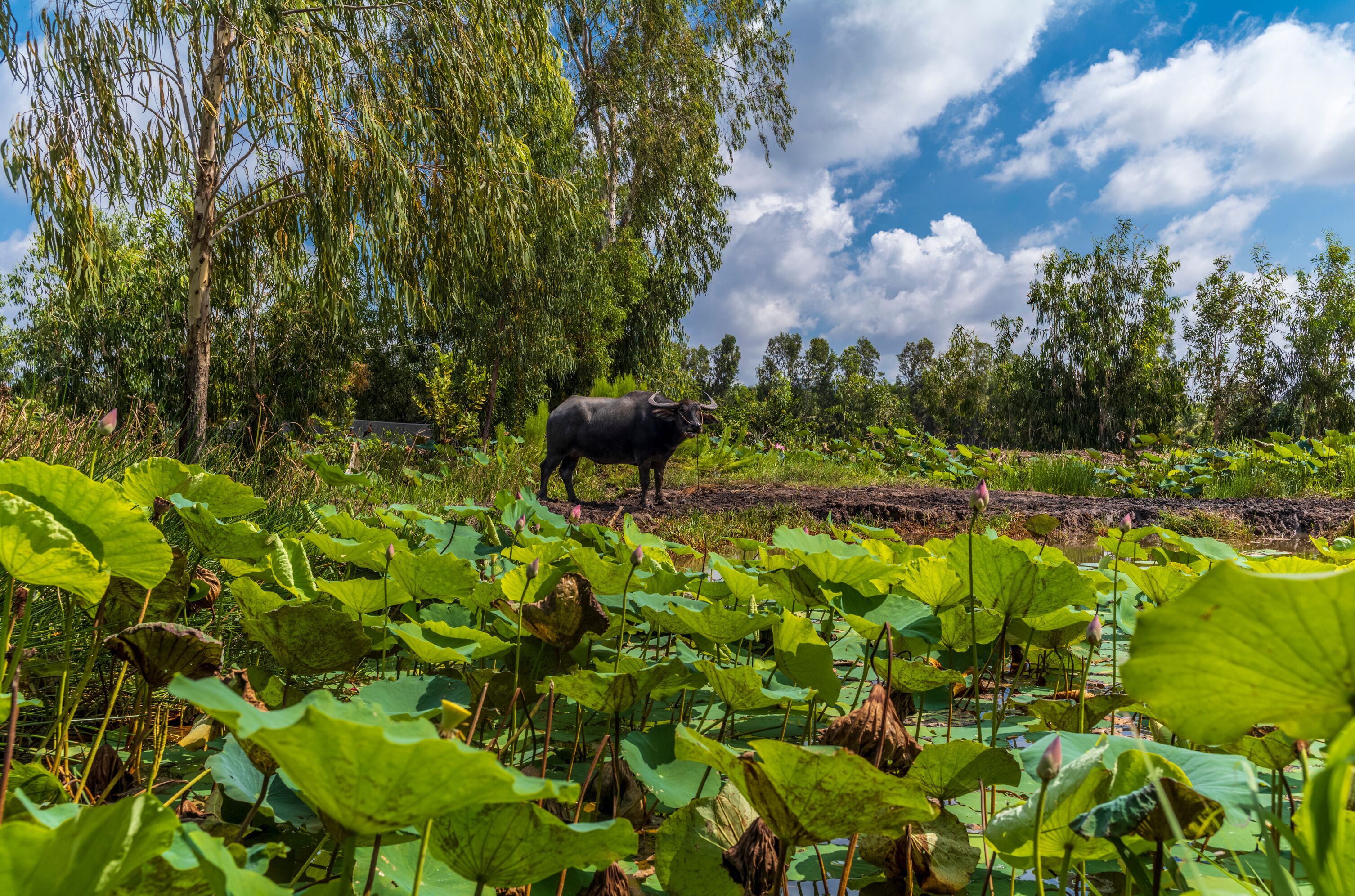 A bull in a lush green landscape with lotus plants and trees under a partly cloudy sky.