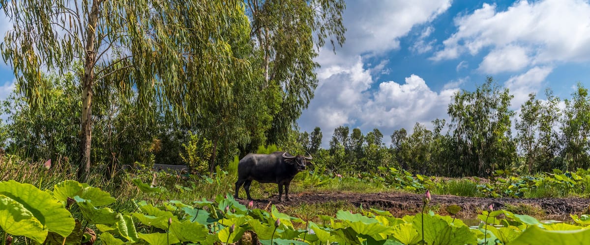 A bull in a lush green landscape with lotus plants and trees under a partly cloudy sky.