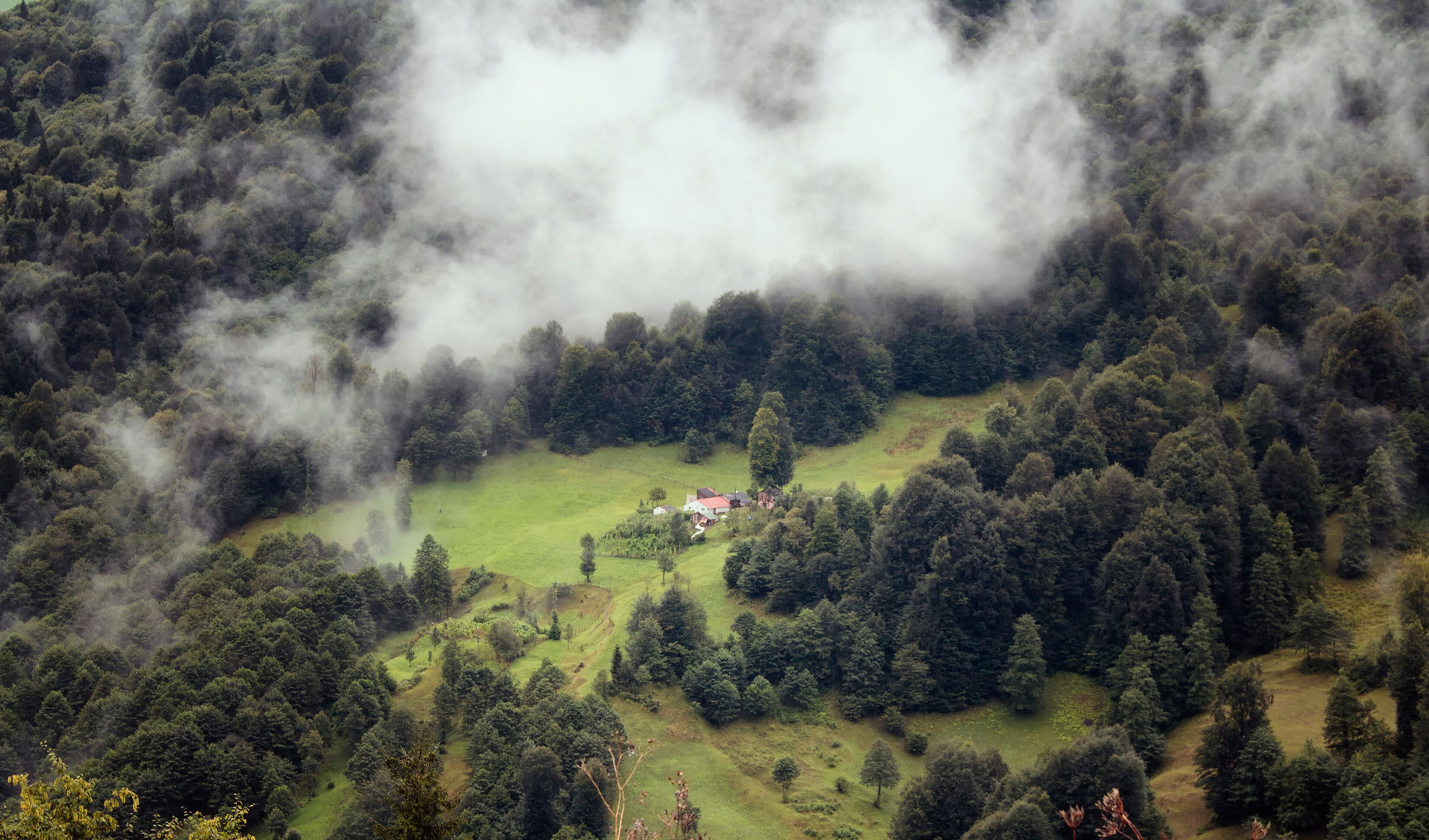 A forested valley with a small cluster of buildings surrounded by dense trees and mist.