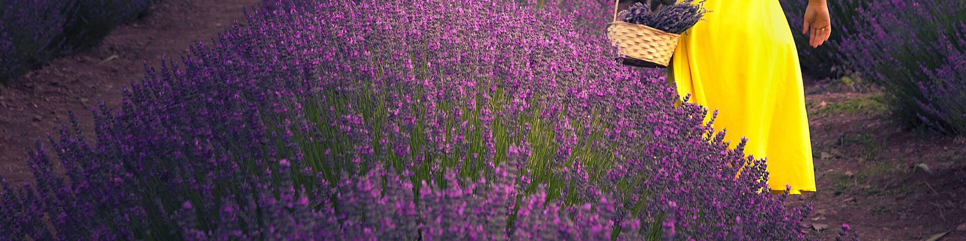 Kuyucak - Isparta N ever completely off the radar in recent years Kuyucak village with lavender fields of Provence to be playing in Turkey.