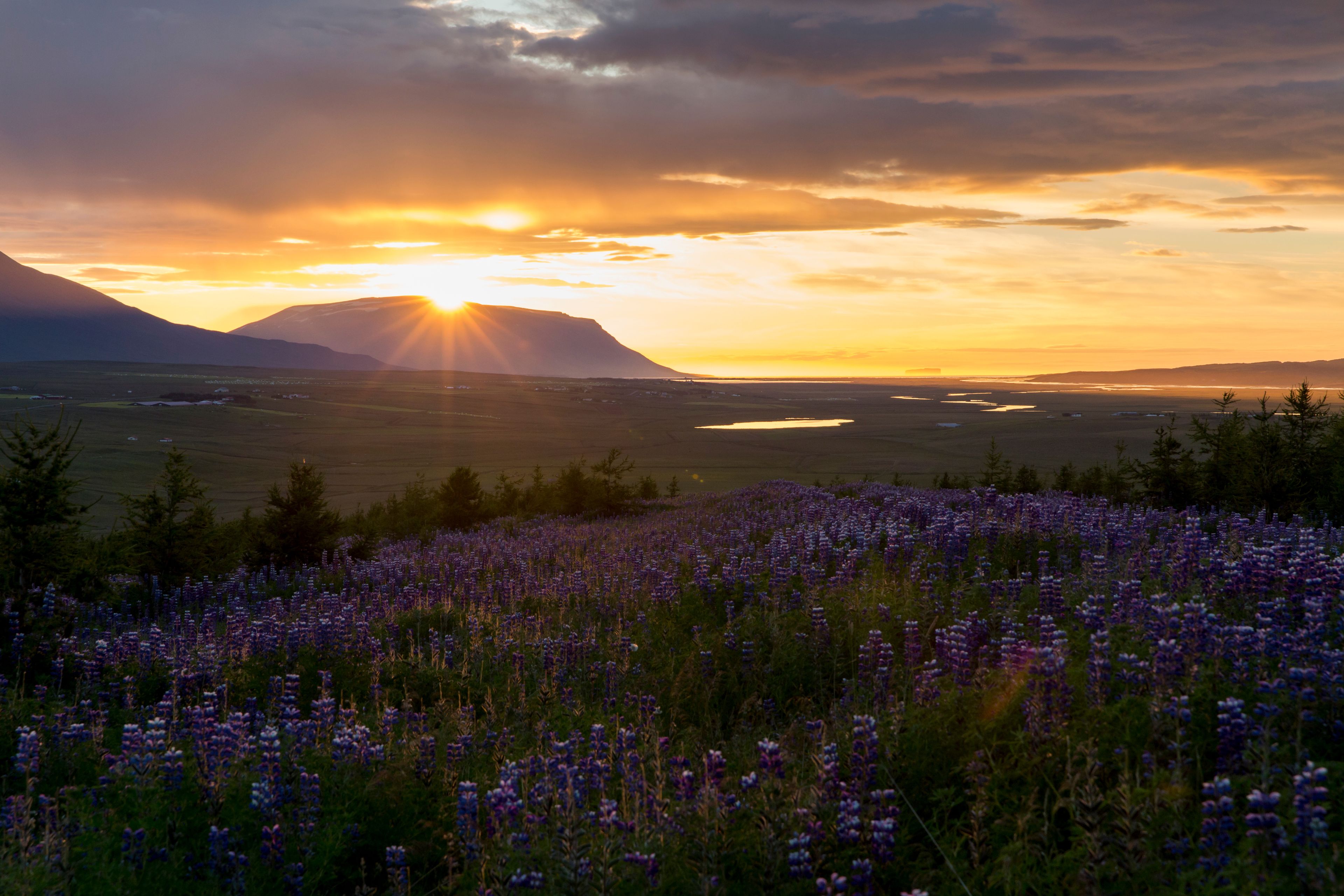 Un atardecer sobre un paisaje montañoso con un campo de flores moradas en primer plano.
