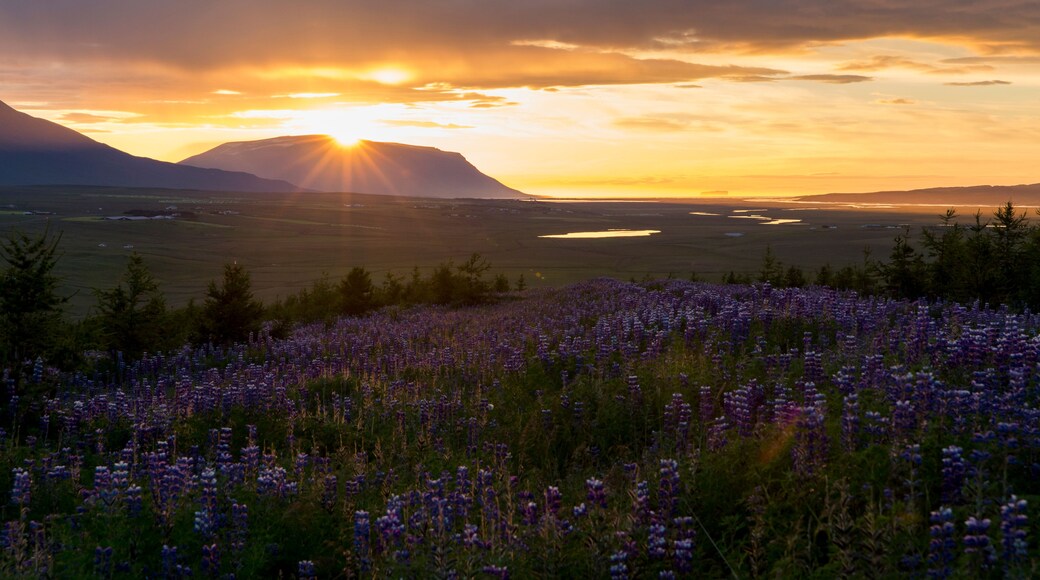 Un atardecer sobre un paisaje montañoso con un campo de flores moradas en primer plano.