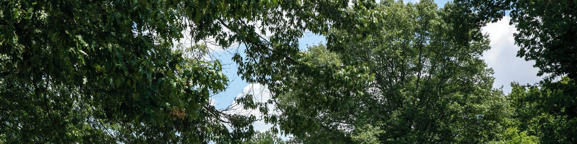 Memphis_Oakhaven_553248633967231766-1