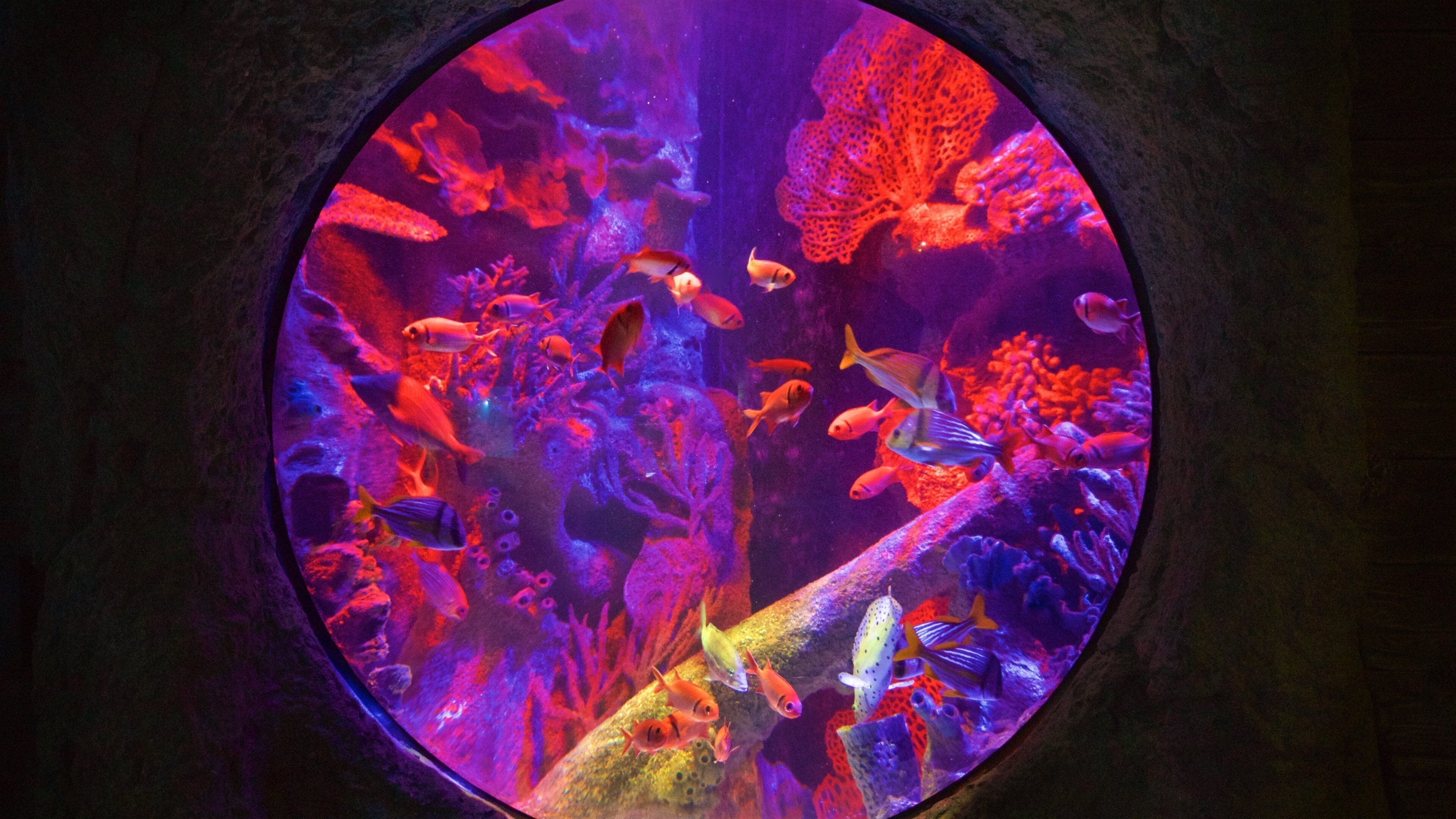 SEA LIFE Orlando Aquarium which includes marine life