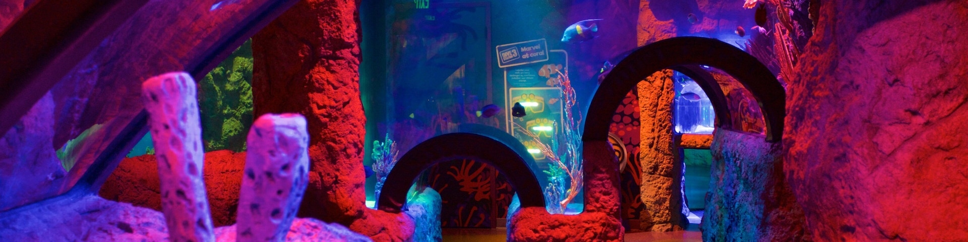 SEA LIFE Orlando Aquarium which includes marine life and interior views