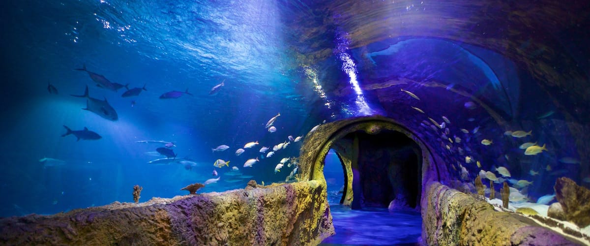 SEA LIFE Orlando Aquarium which includes marine life and interior views
