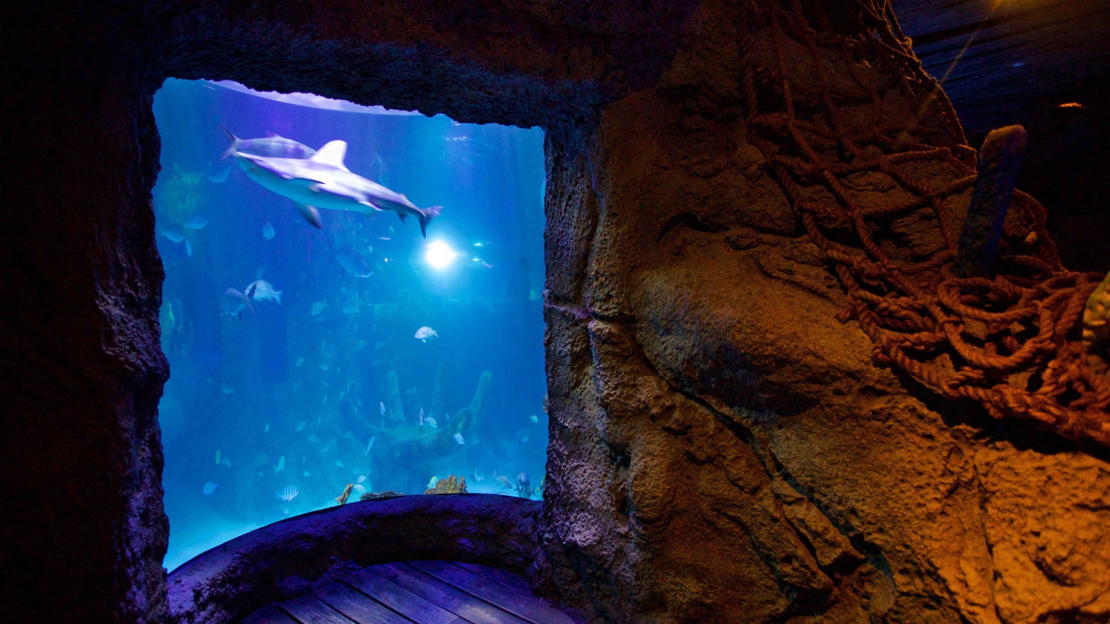 SEA LIFE Orlando Aquarium featuring marine life and interior views