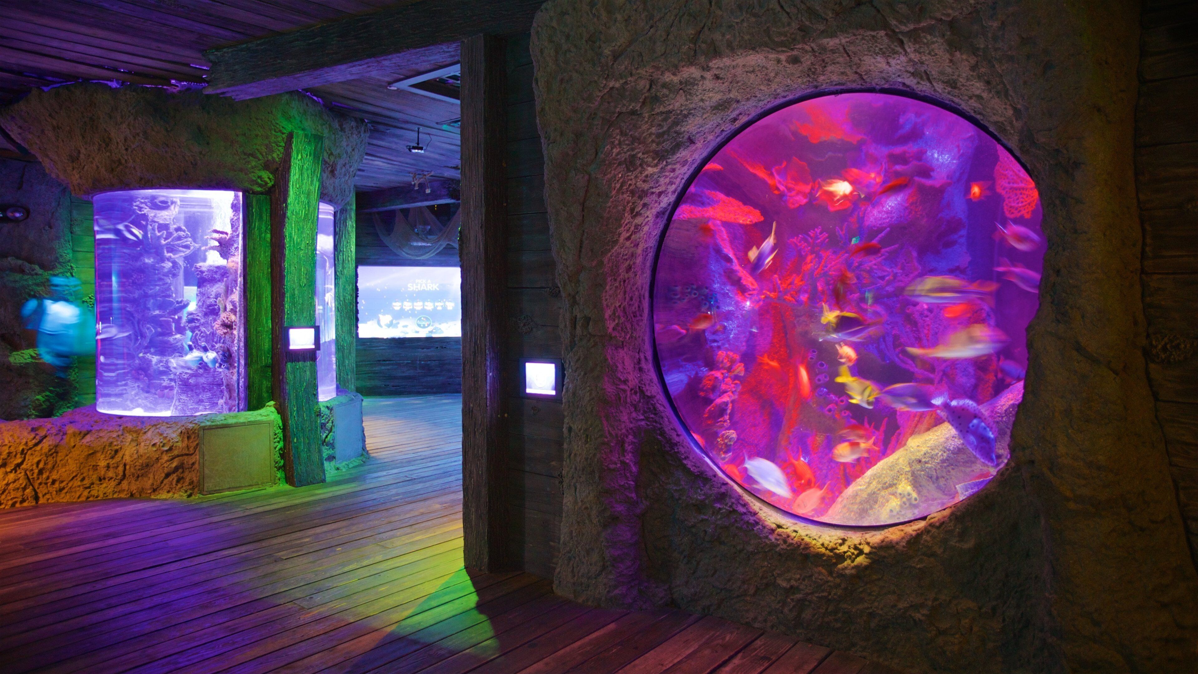 SEA LIFE Orlando Aquarium showing interior views and marine life