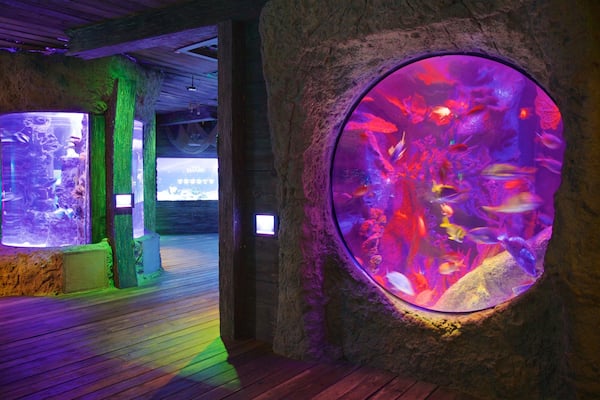 SEA LIFE Orlando Aquarium showing interior views and marine life