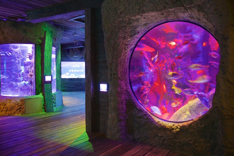 An aquarium with colorful fish and a large circular viewing window.