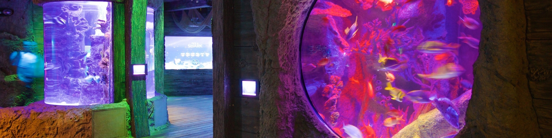 SEA LIFE Orlando Aquarium showing interior views and marine life