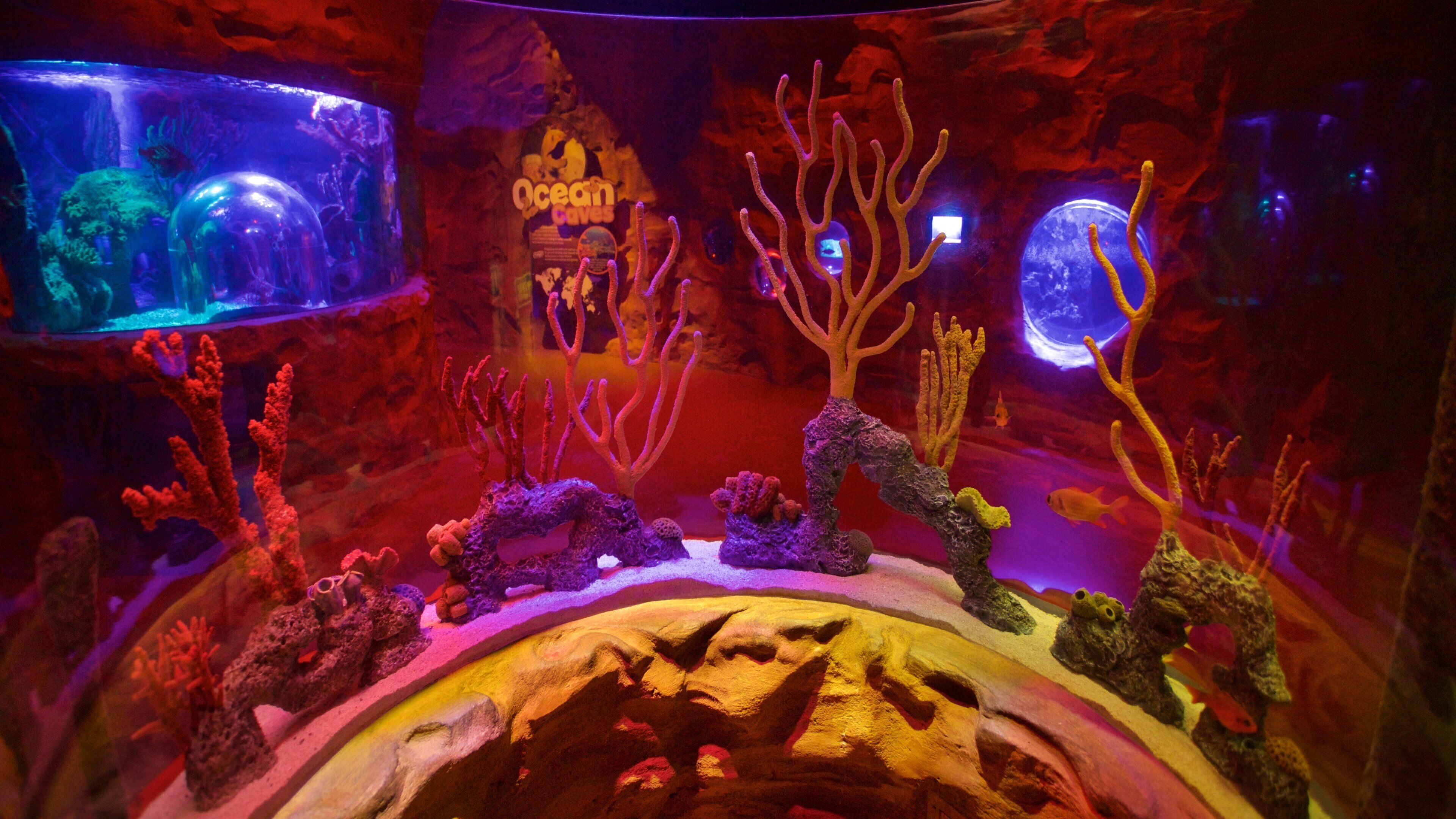 SEA LIFE Orlando Aquarium featuring marine life and interior views