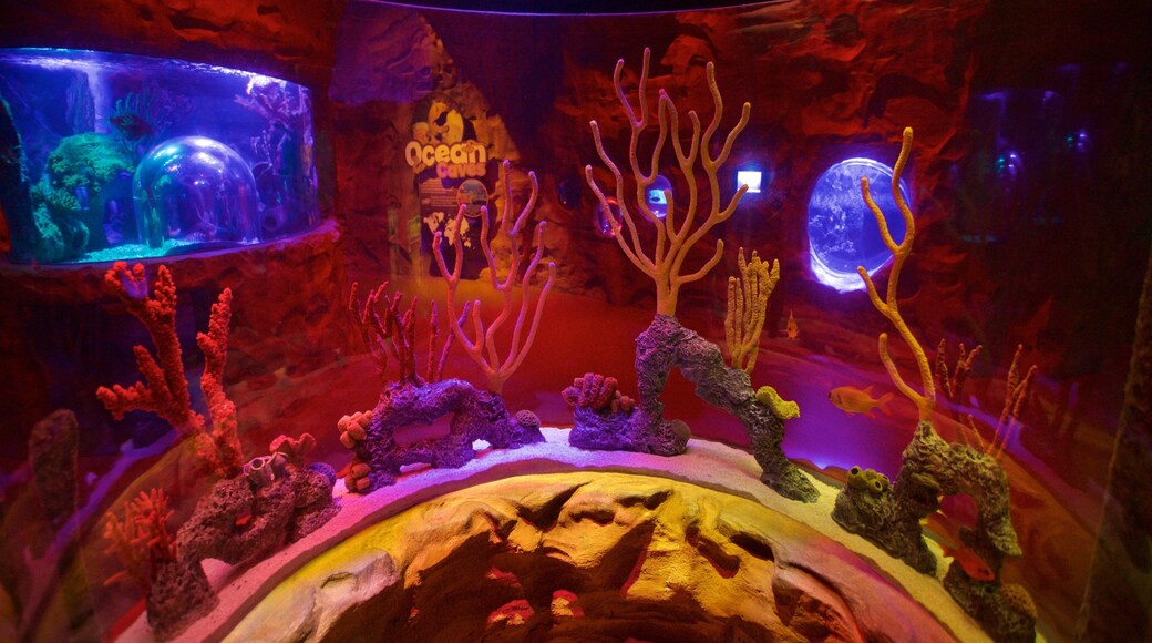 SEA LIFE Orlando Aquarium featuring marine life and interior views