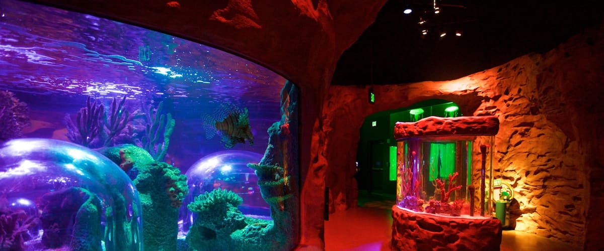SEA LIFE Orlando Aquarium which includes interior views and marine life
