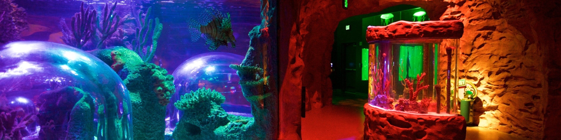 SEA LIFE Orlando Aquarium which includes interior views and marine life