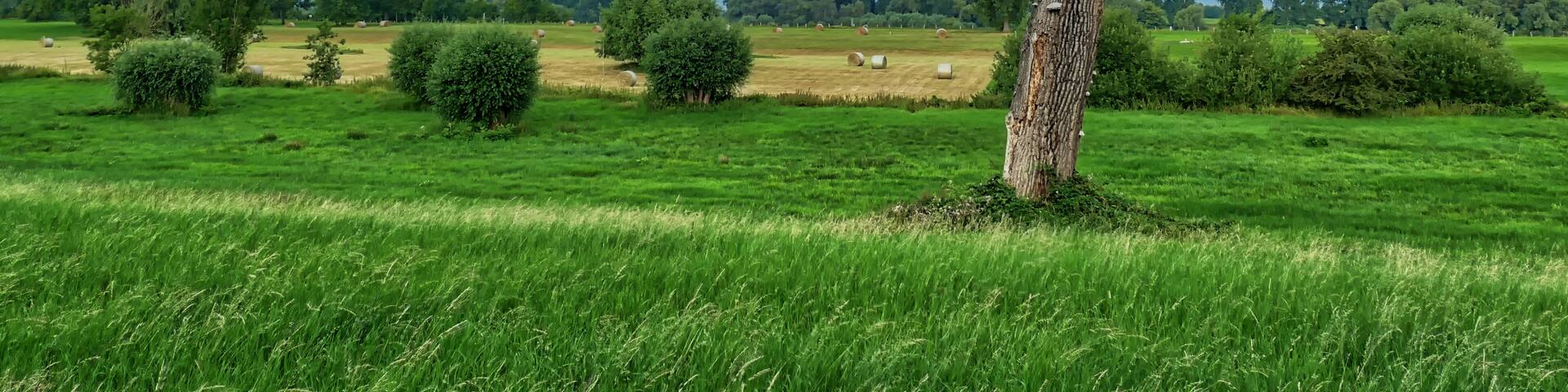 Felder und Wiesen am Rhein bei Düsseldorf Wittlaer