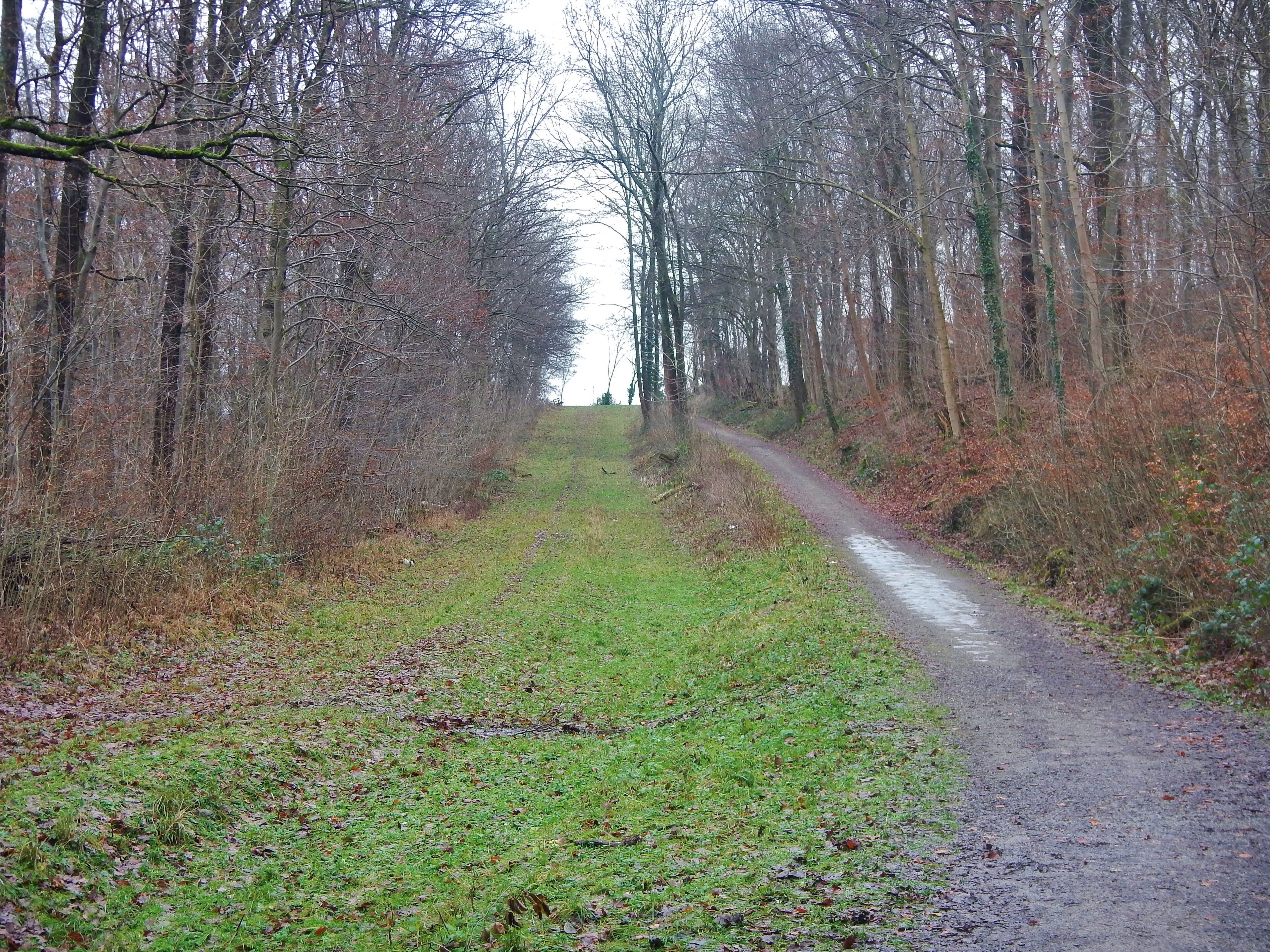 Ehemalige Stadtbahnstrecke im Kr äherwald