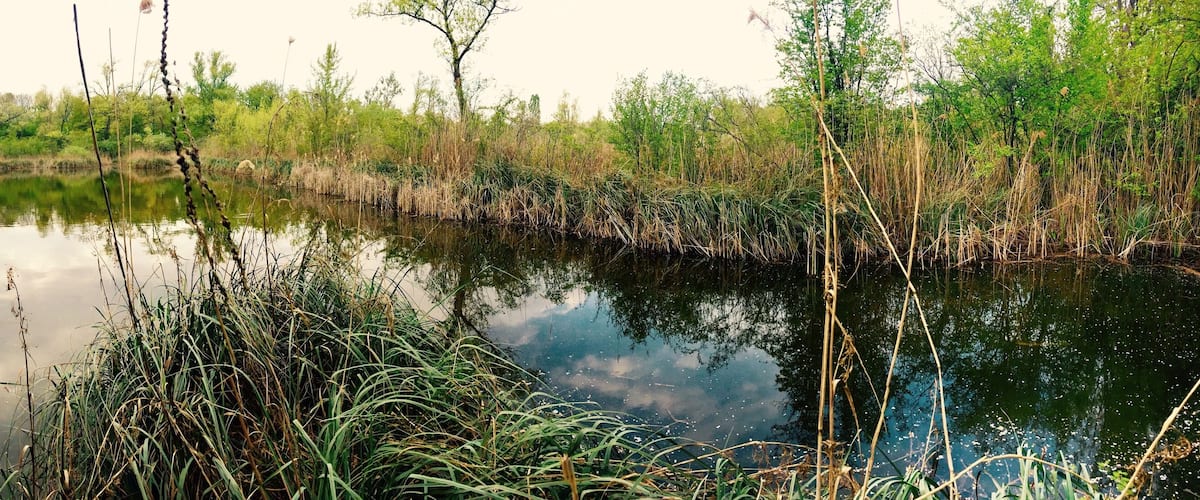 Natural Habitat close by the river Rhein.