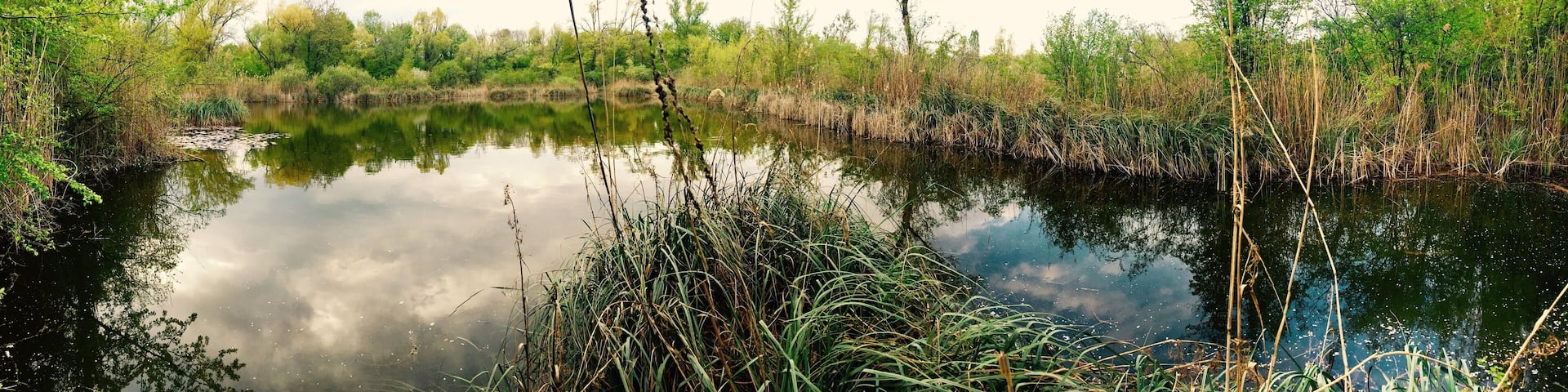 Natural Habitat close by the river Rhein.