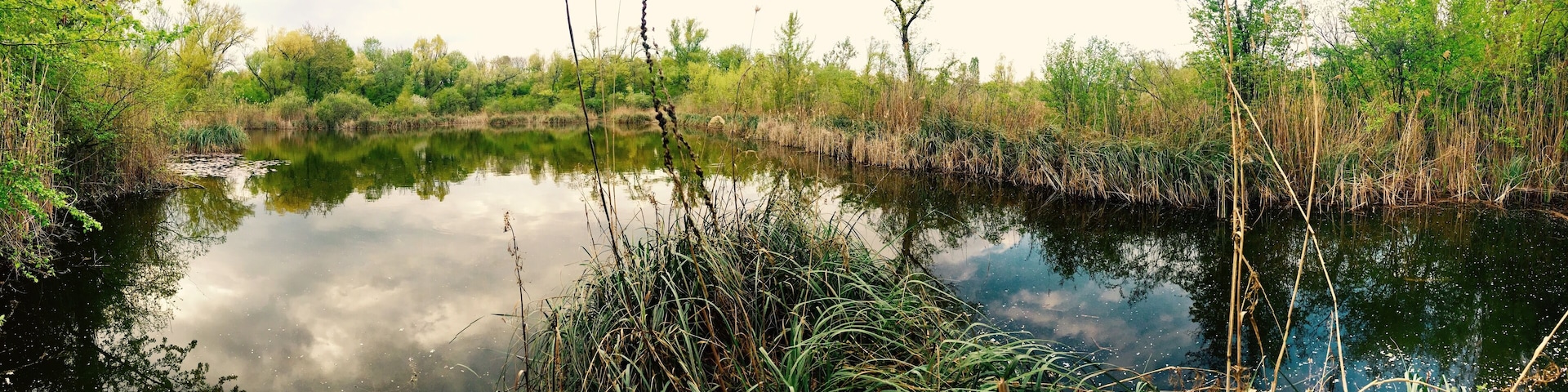Natural Habitat close by the river Rhein.
