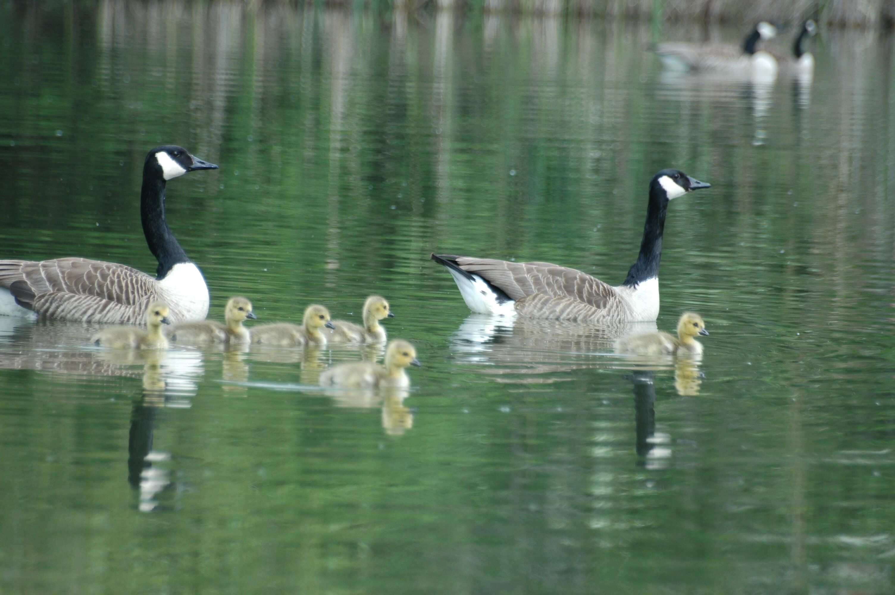 Kanadagänse, 55130 Mainz-Laubenheim