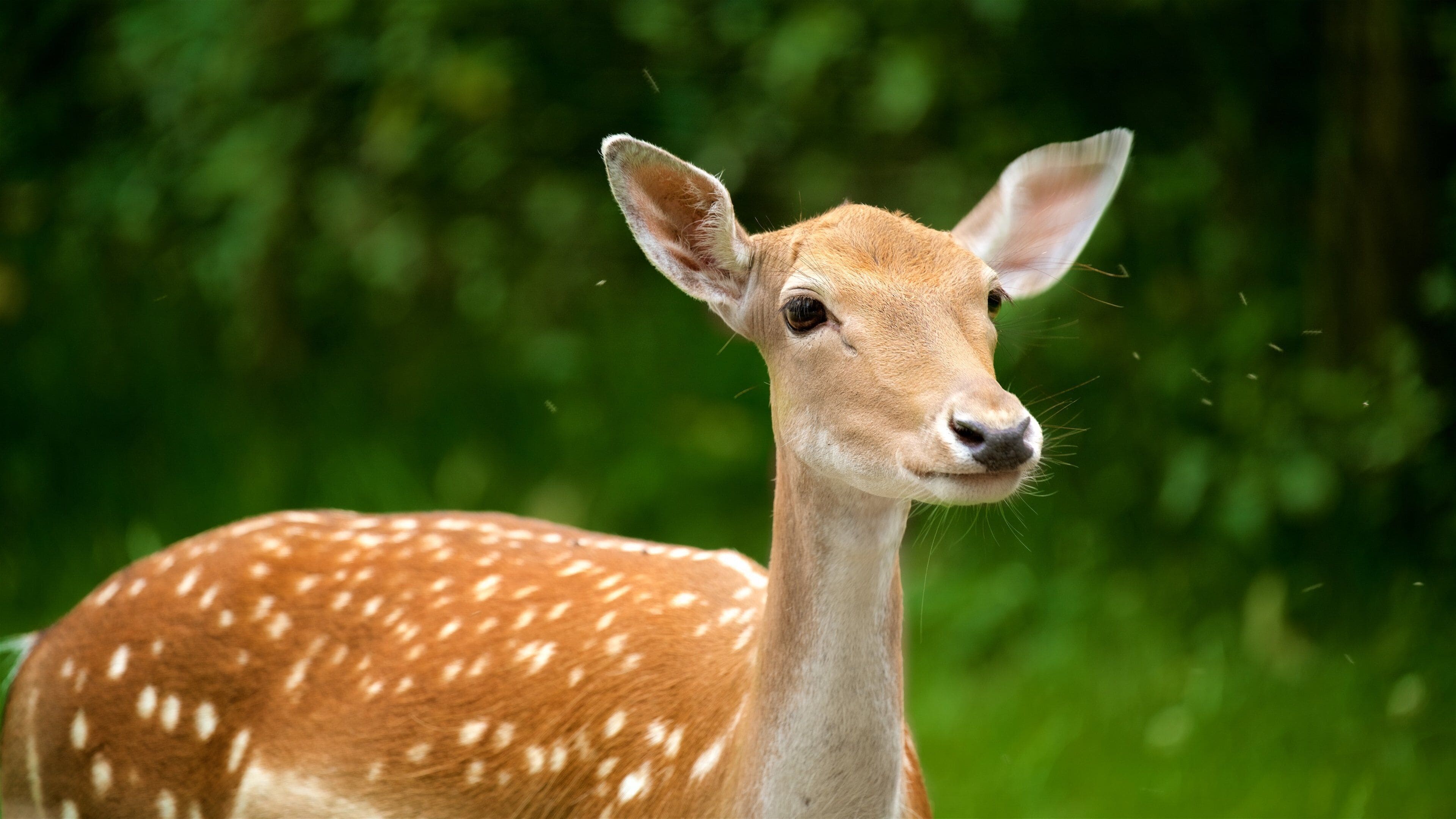 Renania Settentrionale - Vestfalia