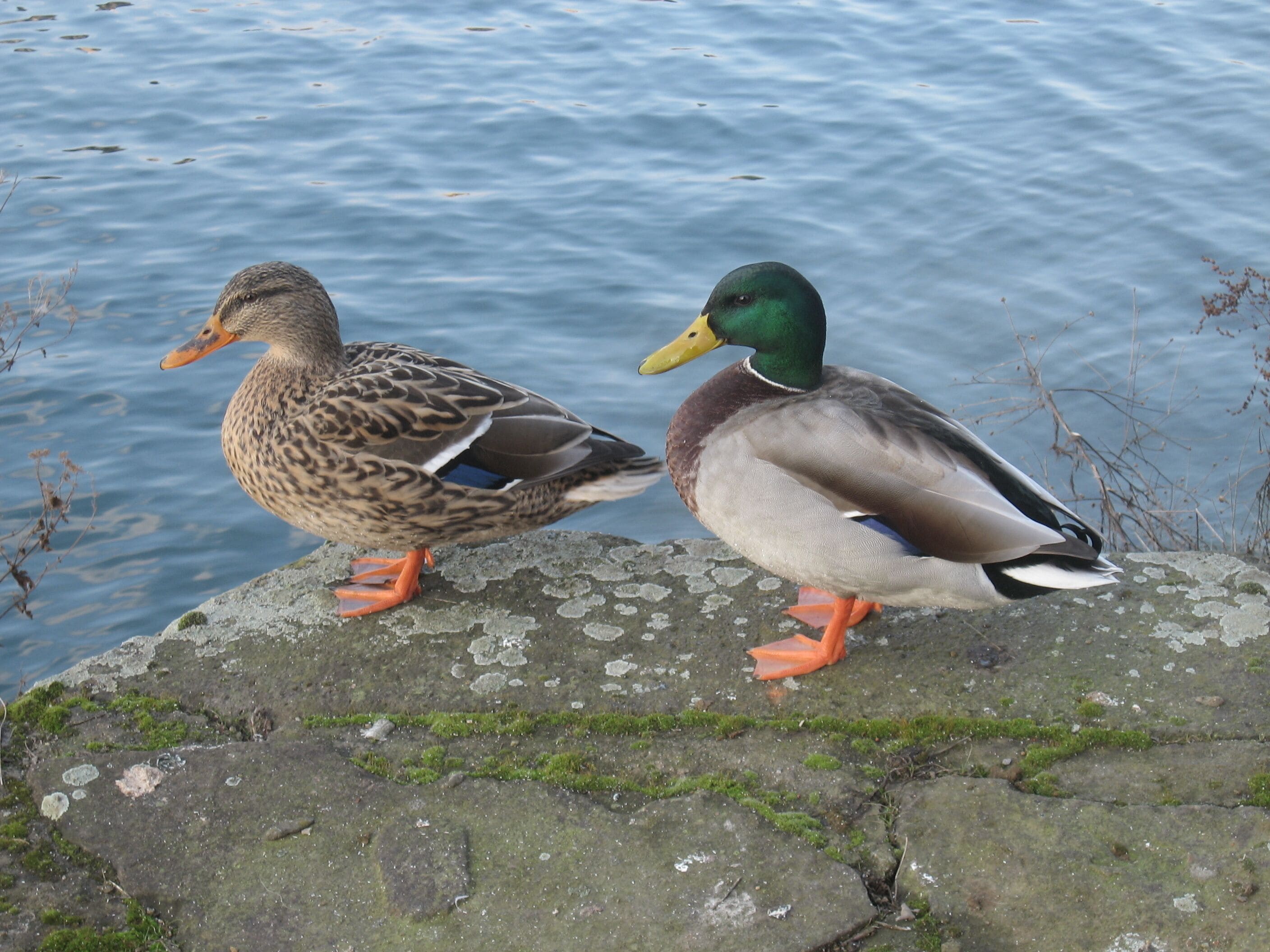 Dusiburg, Innenhafen