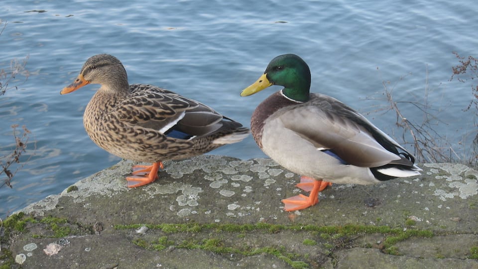Dusiburg, Innenhafen