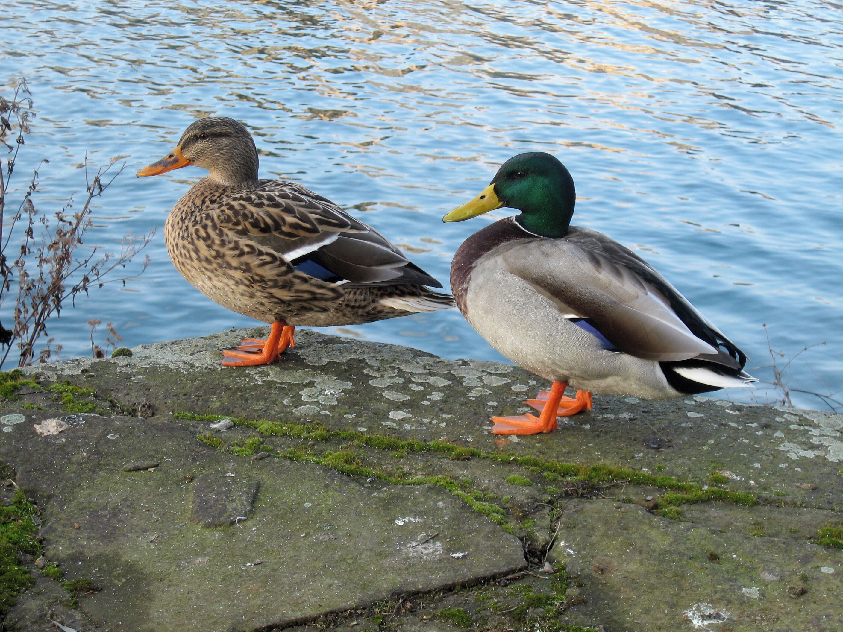 Dusiburg, Innenhafen