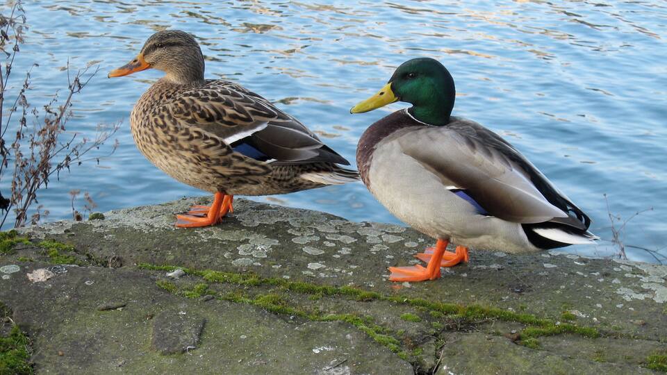 Dusiburg, Innenhafen