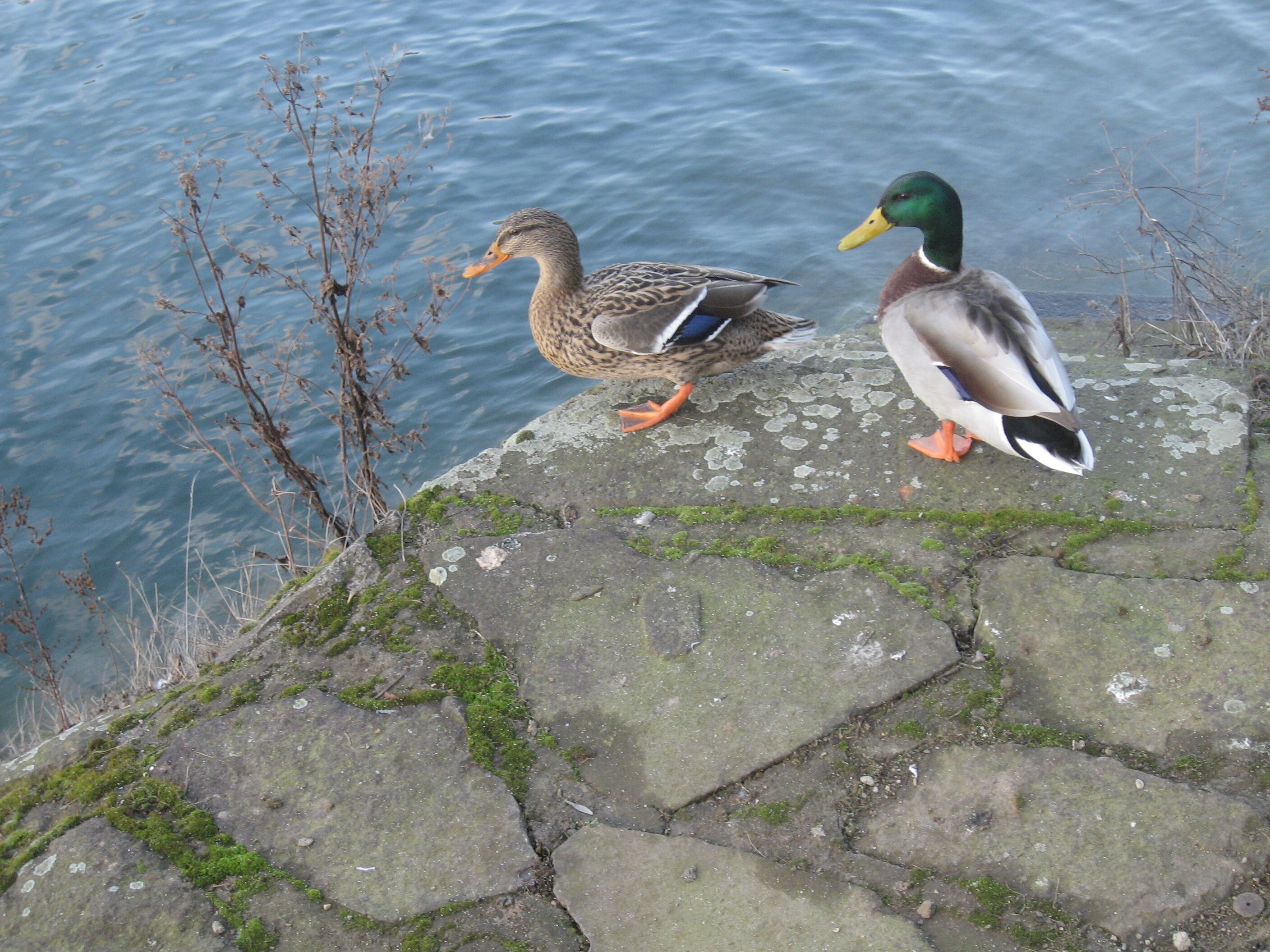 Dusiburg, Innenhafen