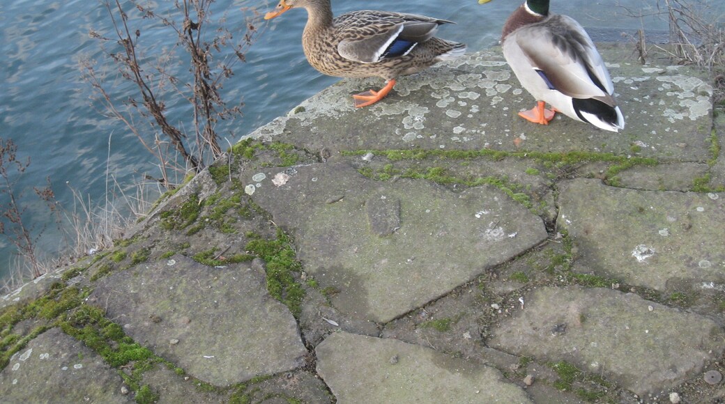 Dusiburg, Innenhafen
