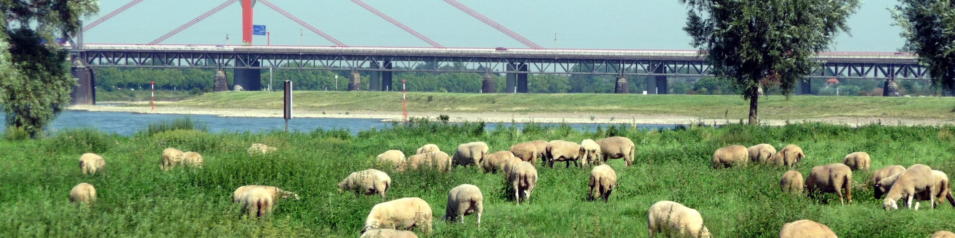 Die Rheinauen bei Duisburg vor der Beeckerwerther Brücke der A42
