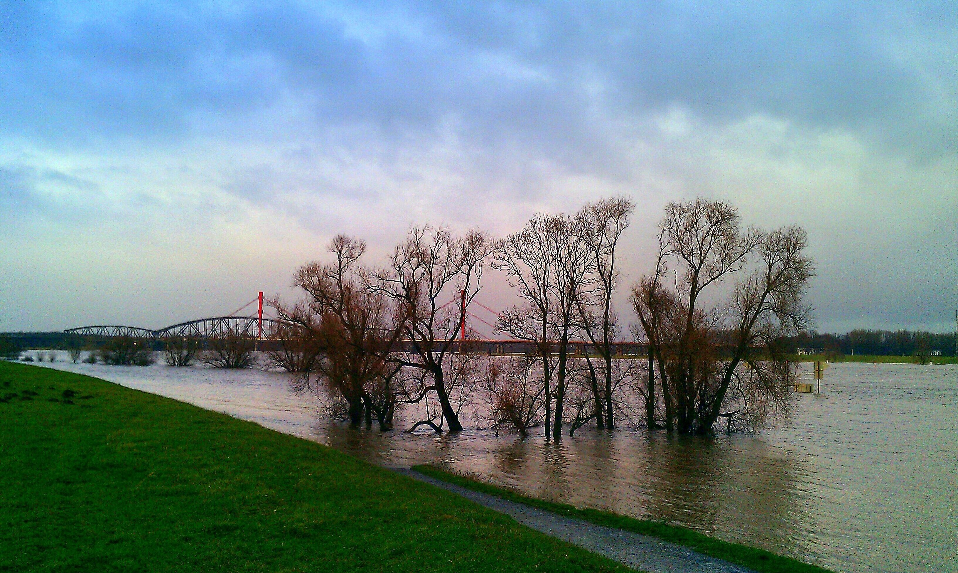 8. Januar 2012 - Duisburg-Barl - Hochwasser bei den Rheinbrücke der A42 und der Haus-Knipp-Eisenbahnbrücke