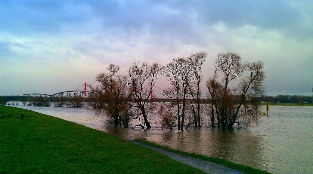 8. Januar 2012 - Duisburg-Barl - Hochwasser bei den Rheinbrücke der A42 und der Haus-Knipp-Eisenbahnbrücke