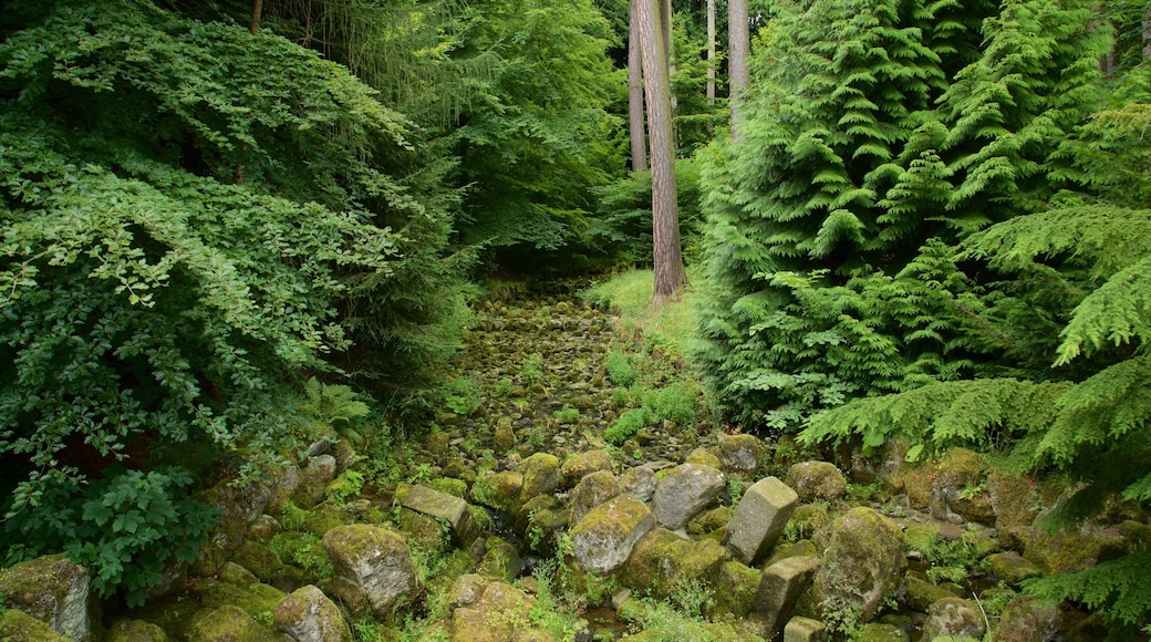 Bad Wilhelmshoehe which includes a park and forest scenes