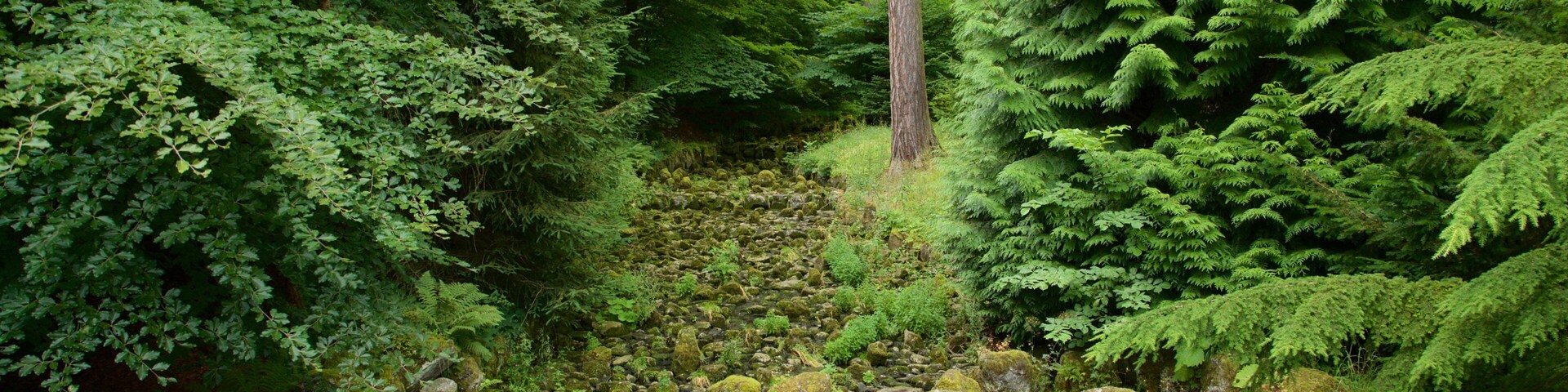 Un bosque tupido con rocas cubiertas de musgo y árboles altos.
