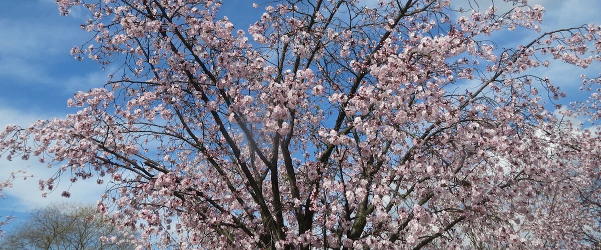 Japanische Zierkirsche (Prunus serrulata) in Heidelberg