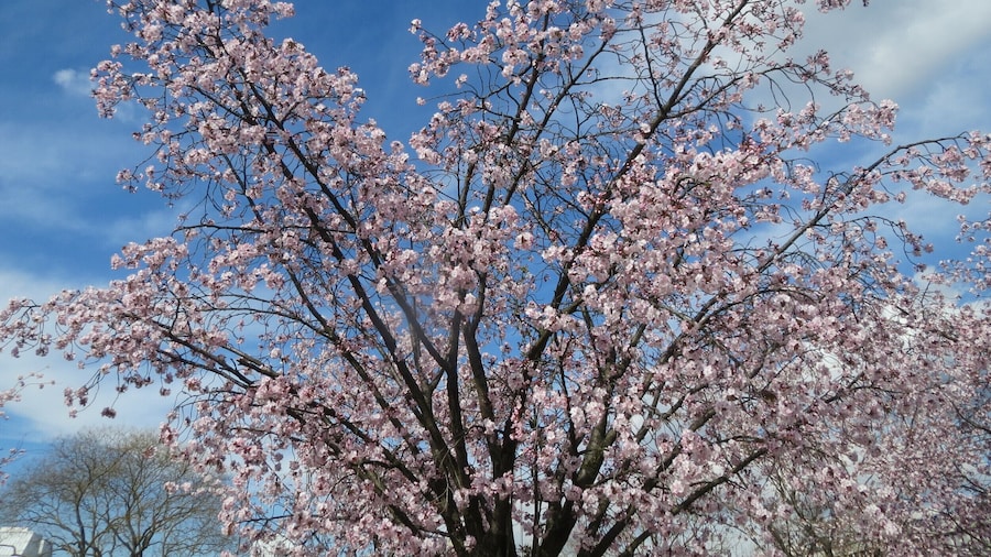 Japanische Zierkirsche