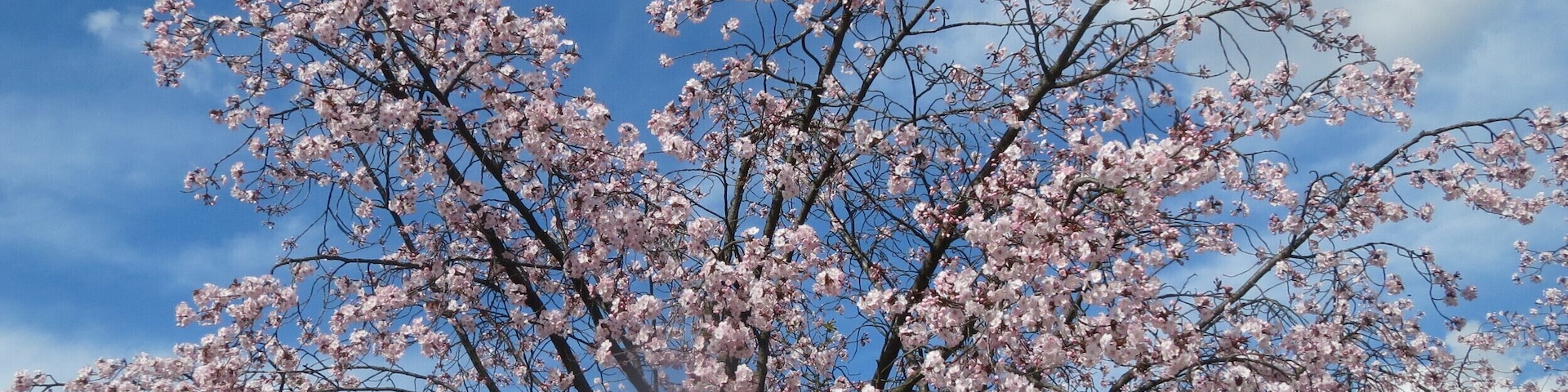 Japanische Zierkirsche (Prunus serrulata) in Heidelberg