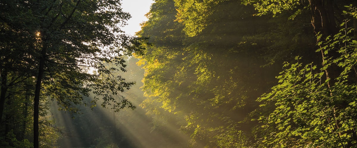 A foggy morning in the Leipzig Riverside Forest.