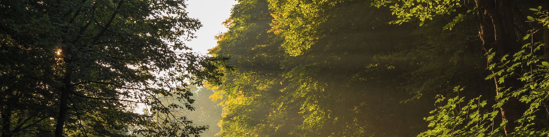 A foggy morning in the Leipzig Riverside Forest.