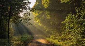 A foggy morning in the Leipzig Riverside Forest.