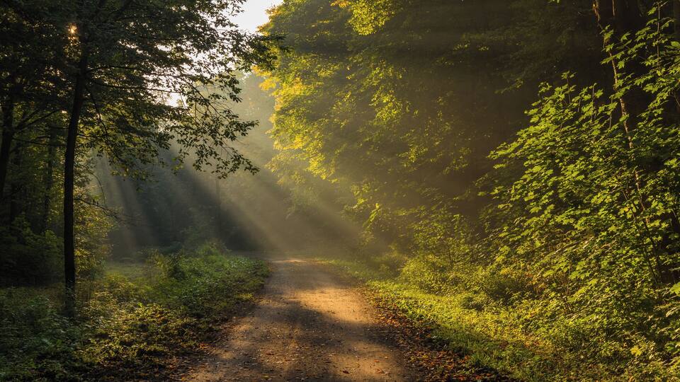 A foggy morning in the Leipzig Riverside Forest.