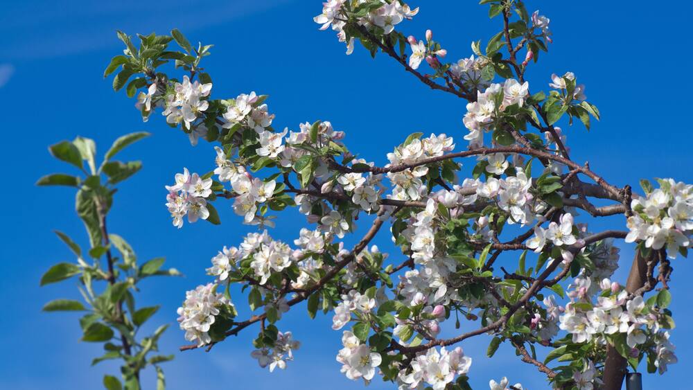 A tree with white blossoms against a clear blue sky.