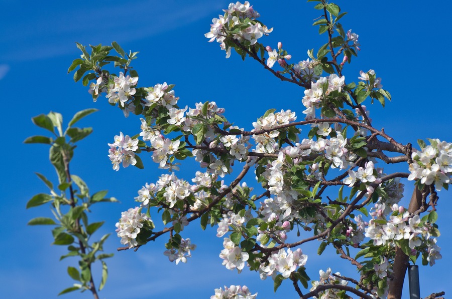 Un árbol con flores blancas contra un cielo azul despejado.