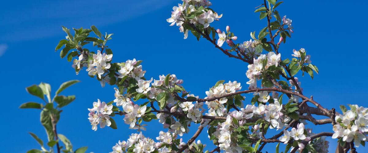 A tree with white blossoms against a clear blue sky.