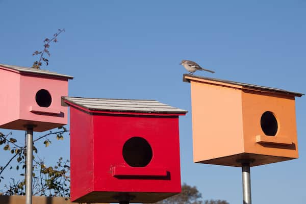 CFEX3X Pink, red and peach birdhouses with perched Mockingbird at Cornerstone Gardens, Sonoma, California, USA.