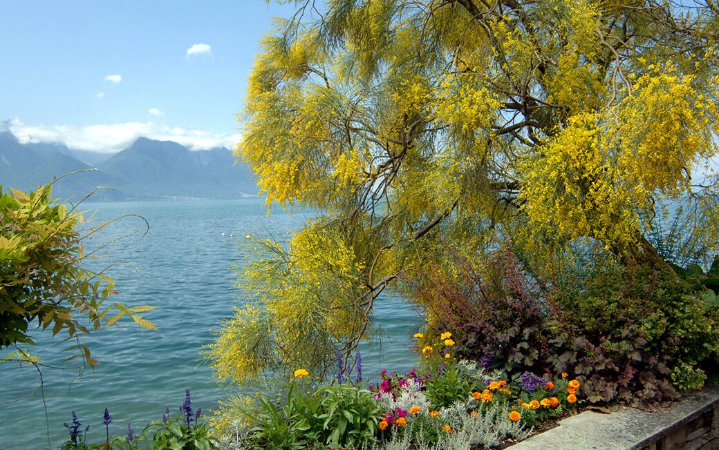 Un lac bordé d’arbres aux fleurs jaunes et de fleurs aux couleurs vives au premier plan.