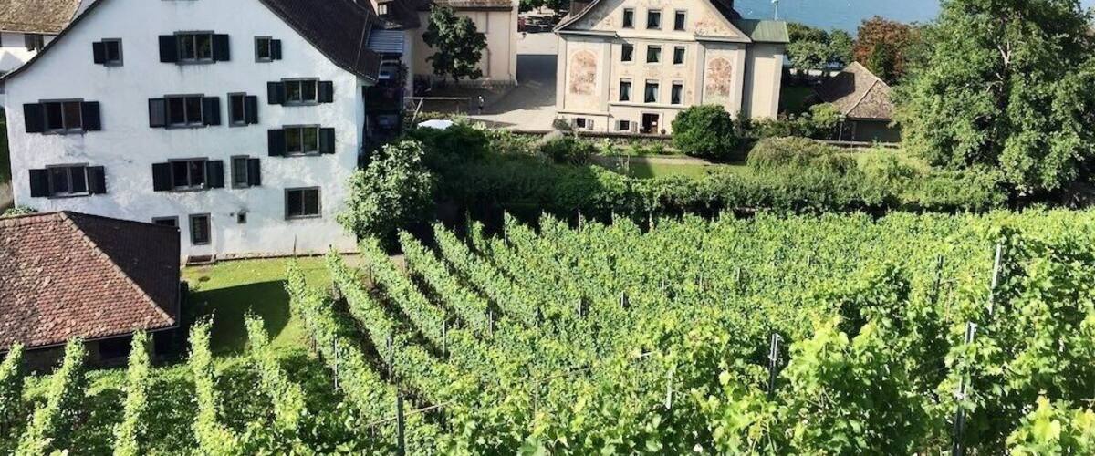 A vineyard, a white building, and a bridge over a lake.